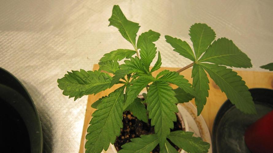 Gorilla Gelato - Ganja Seeds. Week 2 - Plant #1 still has some leaf deformities going on.