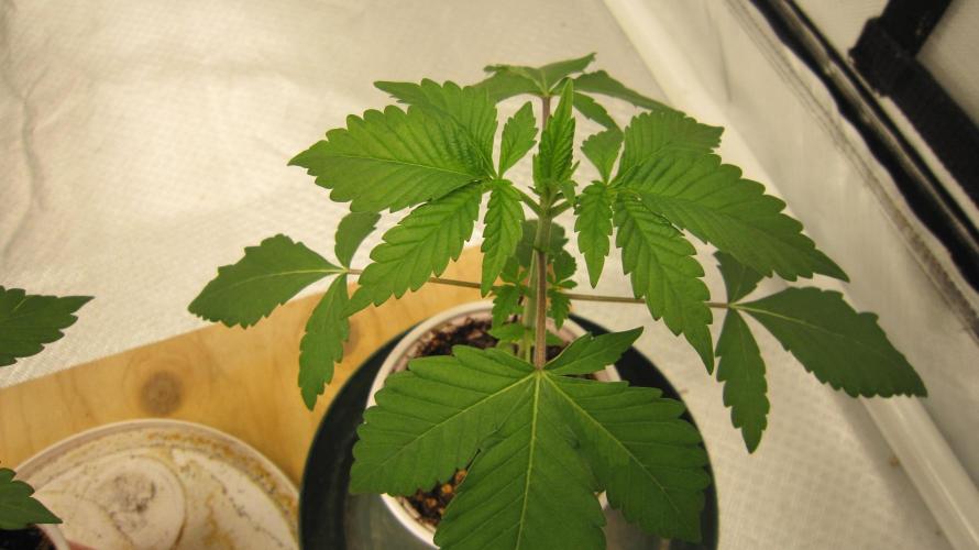 Gorilla Gelato - Ganja Seeds. Week 2 - Plant #2 is looking healthy