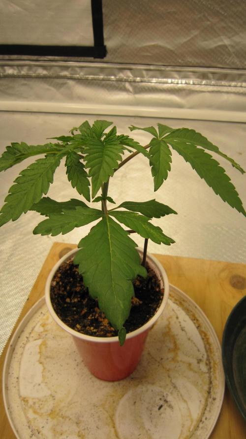 Gorilla Gelato - Ganja Seeds. Week 2 - Plant #1 - Hoping it will grow out of it on the next couple of leaf sets.