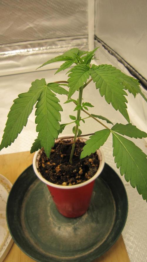 Gorilla Gelato - Ganja Seeds. Week 2 - Plant #2 - Has got some little branches started.