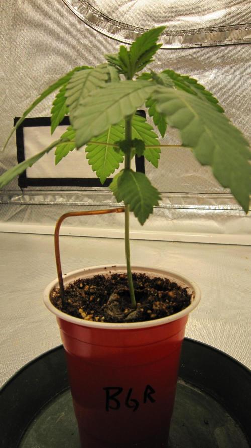 Banana 🍌 Gold Rush  🏆💰🌟. Week 2 - Will leave the stem holder on a few more weeks.