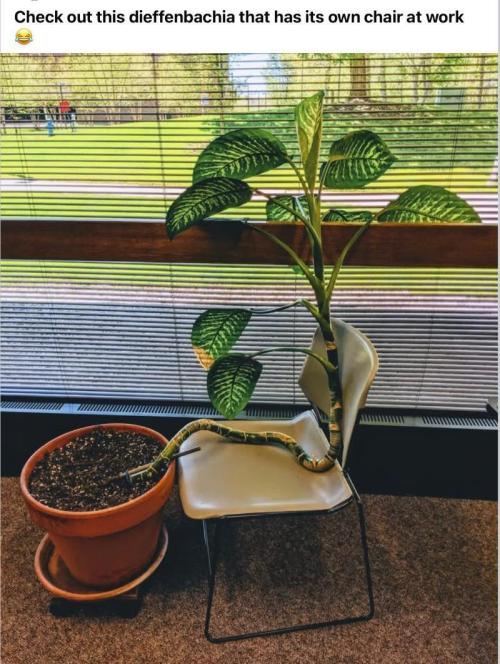 Banana 🍌 Gold Rush  🏆💰🌟. Week 2 - Office plant, gets it's own chair.