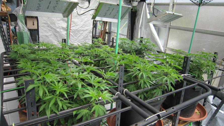 Runtz Mintz Cream by SnowShoe Joe. Week 11 - Facing Northeast