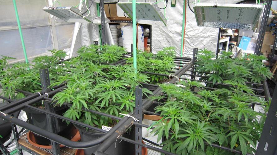 Runtz Mintz Cream by SnowShoe Joe. Week 11 - Facing Northwest