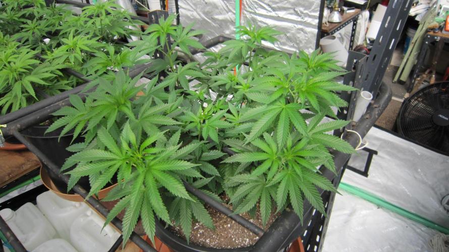 Runtz Mintz Cream by SnowShoe Joe. Week 11 - Plant #1
