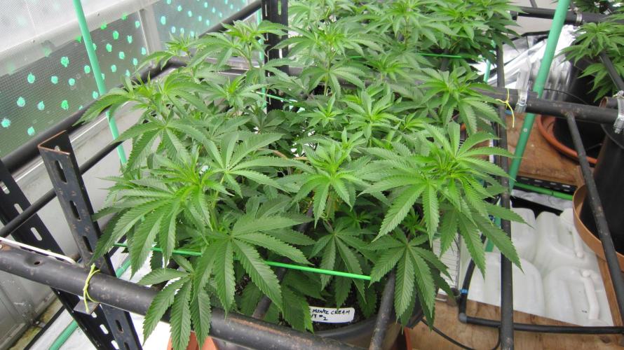 Runtz Mintz Cream by SnowShoe Joe. Week 11 - Plant #2