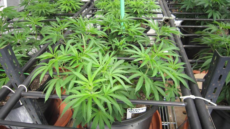 Runtz Mintz Cream by SnowShoe Joe. Week 11 - Plant #3