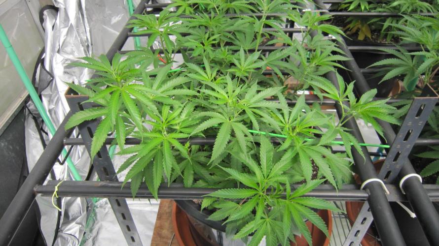 Runtz Mintz Cream by SnowShoe Joe. Week 11 - Plant #4
