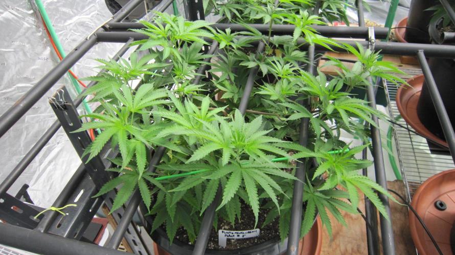 Runtz Mintz Cream by SnowShoe Joe. Week 11 - Plant #5
