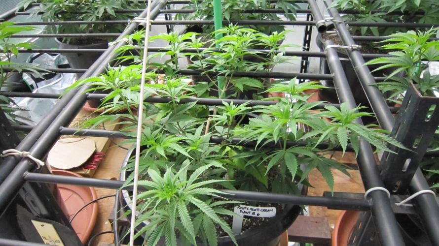 Runtz Mintz Cream by SnowShoe Joe. Week 11 - Plant #6
