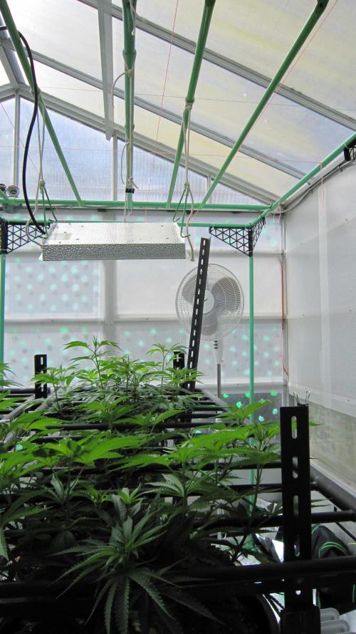 Runtz Mintz Cream by SnowShoe Joe. Week 11 - Facing South