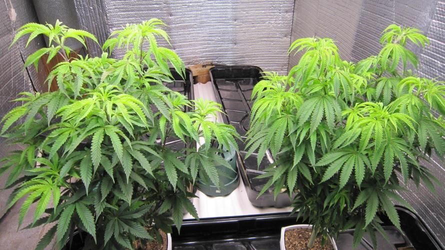 Runtz Mintz Cream by SnowShoe Joe. Week 11 - The Males - Just put out a bunch of new leaves.