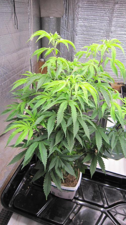 Runtz Mintz Cream by SnowShoe Joe. Week 11 - Plant #1- Male