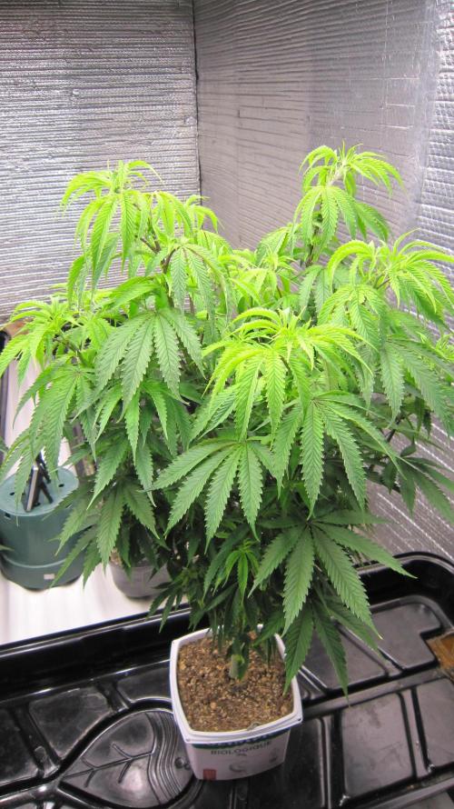 Runtz Mintz Cream by SnowShoe Joe. Week 11 - Plant #14 - Male
