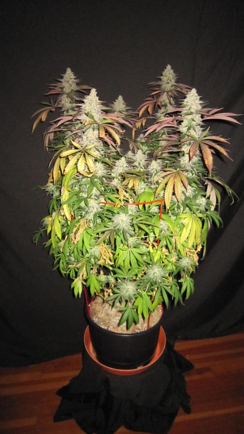 Gelatdos Jabb... My crossing.. Week 24 - Plant #1 - Straight out of the tent, with the fan leaves still on.