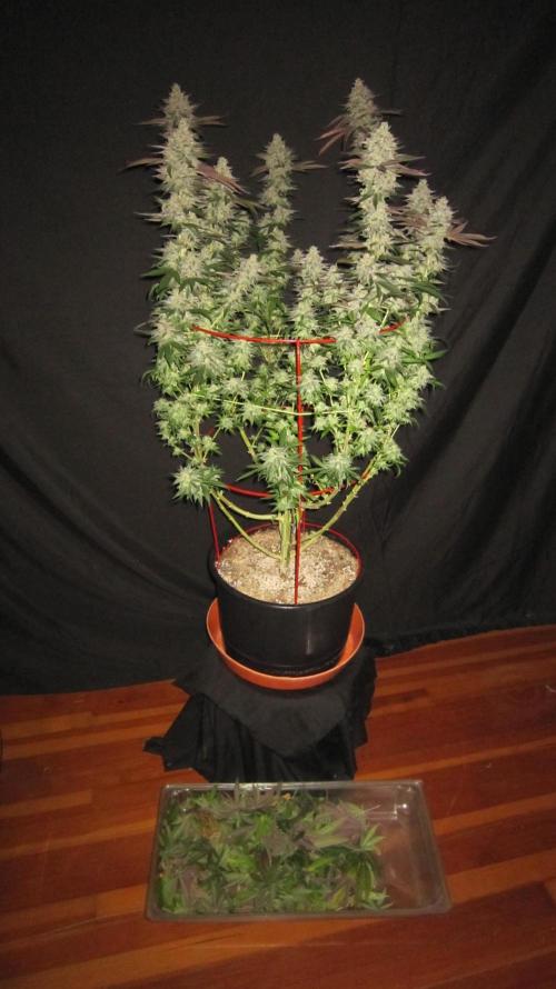 Gelatdos Jabb... My crossing.. Week 24 - Plant #1 - Fan leaves taken off.