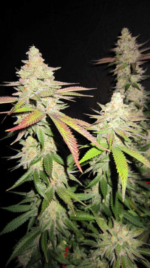 Gelatdos Jabb... My crossing.. Week 24 - Plant #1