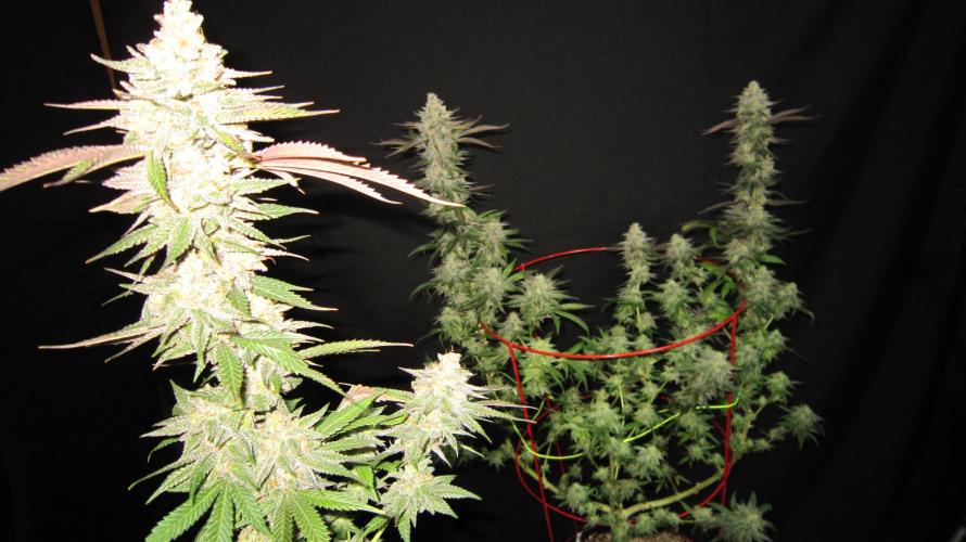 Gelatdos Jabb... My crossing.. Week 24 - Plant #1