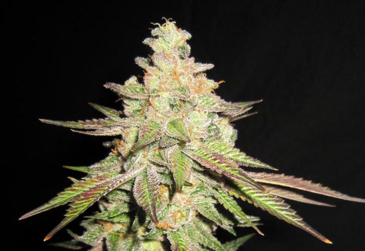 Gelatdos Jabb... My crossing.. Week 24 - Plant #1