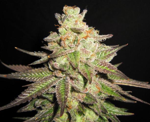 Gelatdos Jabb... My crossing.. Week 24 - Plant #1