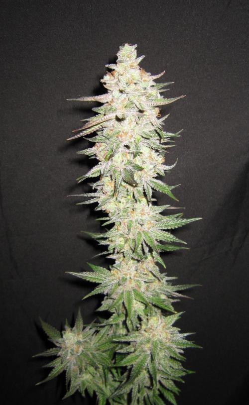Gelatdos Jabb... My crossing.. Week 24 - Plant #1
