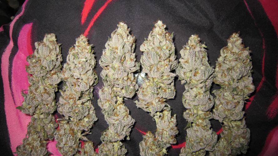 Gelatdos Jabb... My crossing.. Week 24 - Plant #1 - Dry