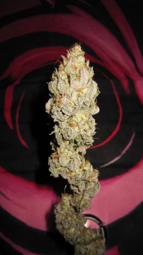 Gelatdos Jabb... My crossing.. Week 24 - Plant #1 - Dry