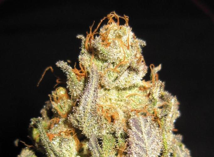 Gelatdos Jabb... My crossing.. Week 24 - Plant #1 - Dry.
