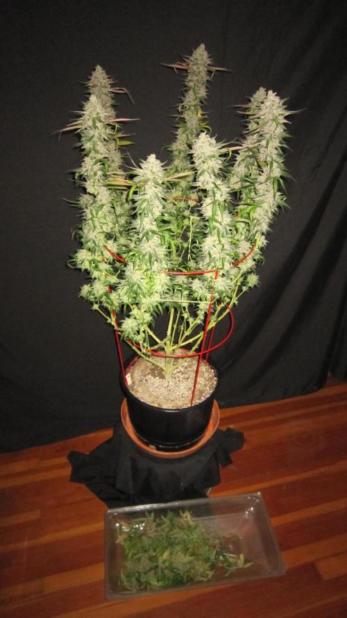 Gelatdos Jabb... My crossing.. Week 24 - Plant #2 - Fan leaves taken off.