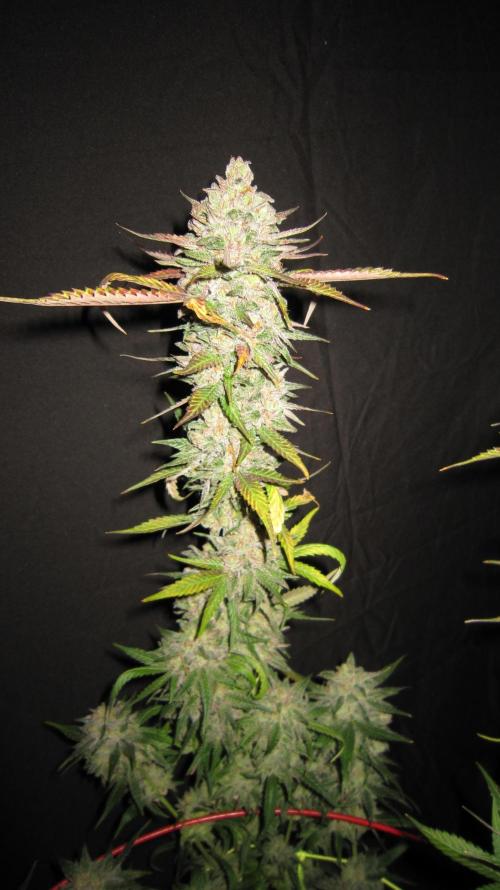 Gelatdos Jabb... My crossing.. Week 24 - Plant #2