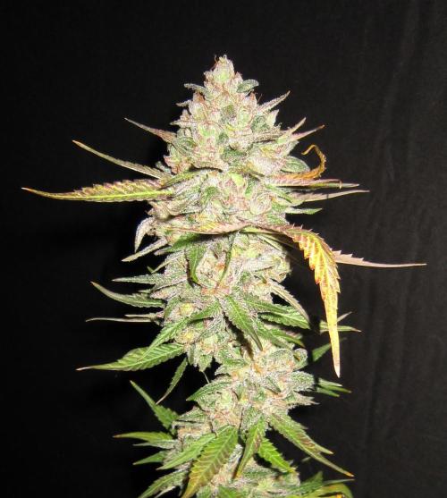 Gelatdos Jabb... My crossing.. Week 24 - Plant #2