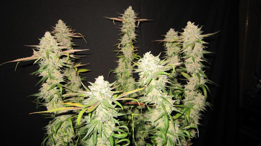 Gelatdos Jabb... My crossing.. Week 24 - Plant #2