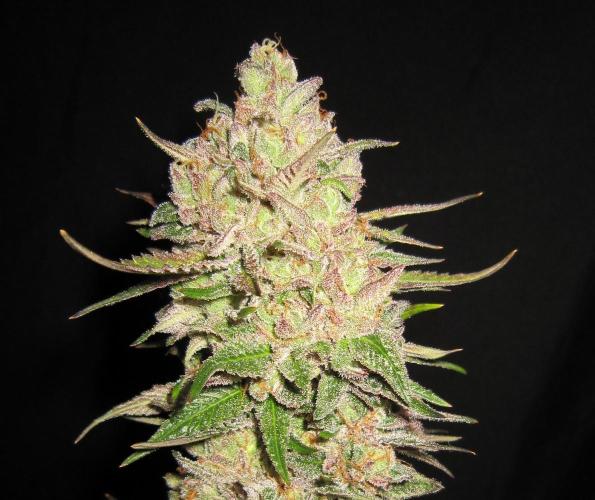 Gelatdos Jabb... My crossing.. Week 24 - Plant #2