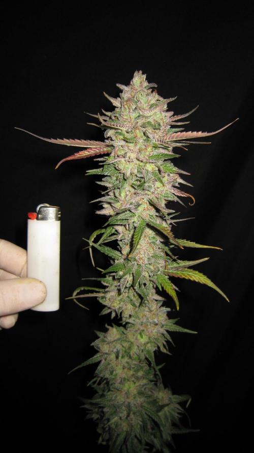 Gelatdos Jabb... My crossing.. Week 24 - Plant #2