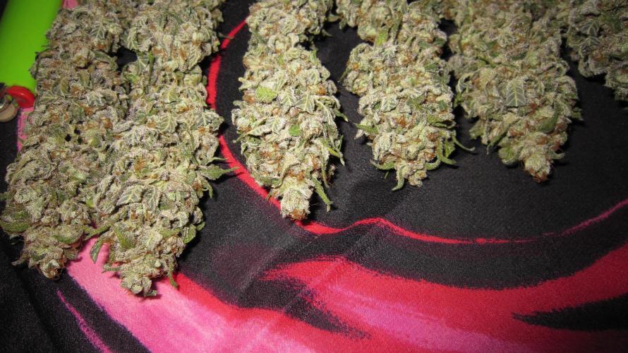Gelatdos Jabb... My crossing.. Week 24 - Plant #2 - Dry
