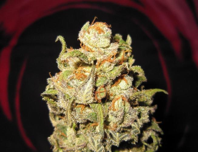 Gelatdos Jabb... My crossing.. Week 24 - Plant #2 - Dry