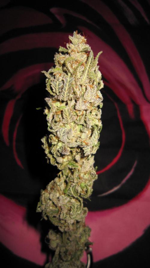 Gelatdos Jabb... My crossing.. Week 24 - Plant #2 - Dry