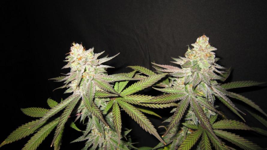 Gelatdos Jabb... My crossing.. Week 24 - Plant #3