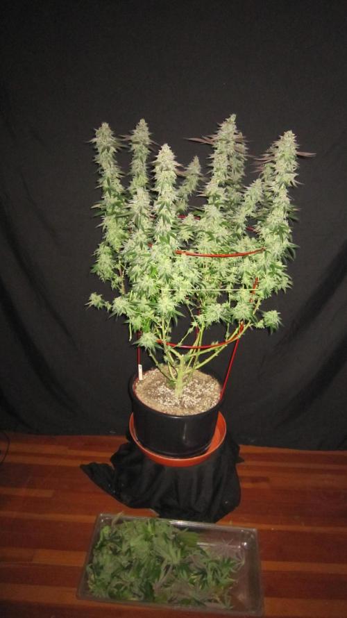 Gelatdos Jabb... My crossing.. Week 24 - Plant #3 - Fanleaves taken off.
