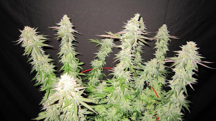 Gelatdos Jabb... My crossing.. Week 24 - Plant #3