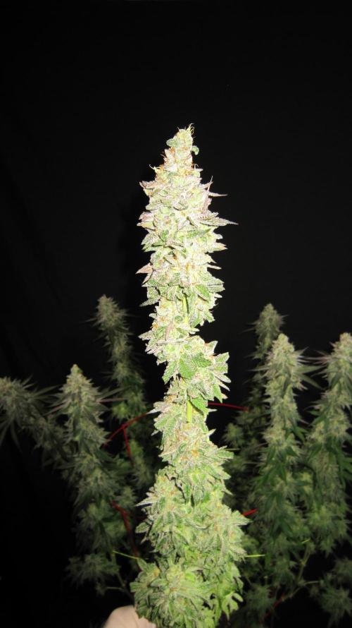 Gelatdos Jabb... My crossing.. Week 24 - Plant #3