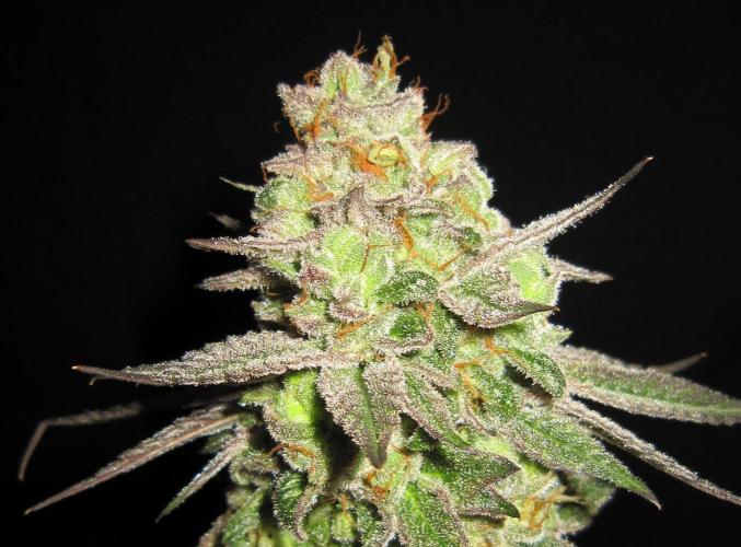 Gelatdos Jabb... My crossing.. Week 24 - Plant #3