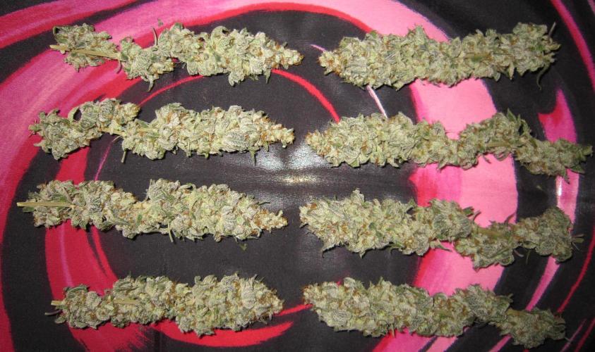 Gelatdos Jabb... My crossing.. Week 24 - Plant #3 - Dry