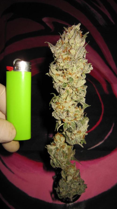 Gelatdos Jabb... My crossing.. Week 24 - Plant #3 - Dry