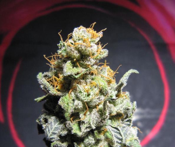 Gelatdos Jabb... My crossing.. Week 24 - Plant #3 - Dry