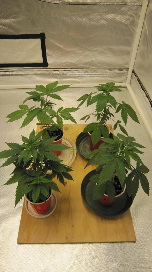M.A.C.-Sensible Seeds-Premium Selection. Week 4 - All the seedlings in this tent. 2 Gorilla Gelato - 1 Banana Gold Rush.