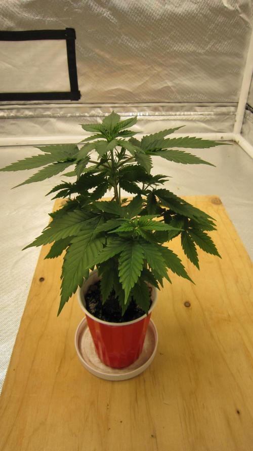 M.A.C.-Sensible Seeds-Premium Selection. Week 4 - M.A.C. - 1 plant decided to grow from old seeds