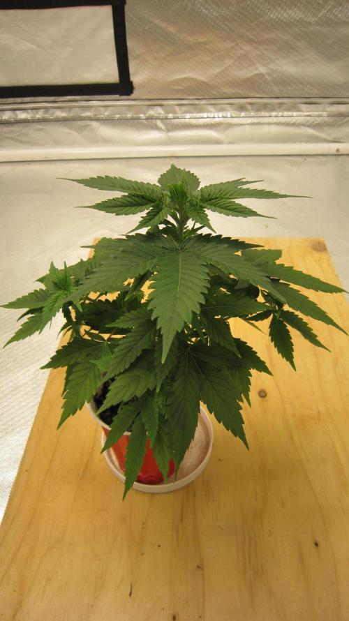 M.A.C.-Sensible Seeds-Premium Selection. Week 4 - 1/4 turn