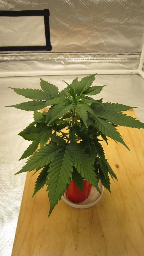 M.A.C.-Sensible Seeds-Premium Selection. Week 4 - 1/4 turn