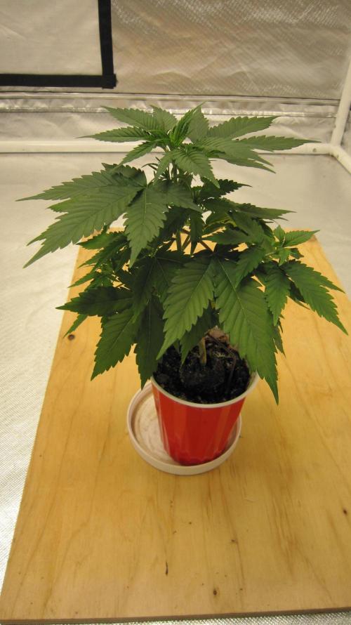 M.A.C.-Sensible Seeds-Premium Selection. Week 4 - 1/4 turn